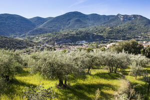Le pays de l’olive… et des lavandes (itinéraire n°10)