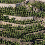 Domaine Pierre Gaillard