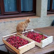 © Cerises (et chat!) du jardin - <em>Claire Boutonnet</em>