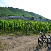 © Vélos Hermitage - <em>M. CHAPOUTIER</em>