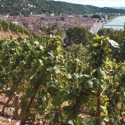 © Vignoble de Vitis Vienna - Seyssuel  Chasse-sur-Rhône et Vienne - <em>Vitis Vienna</em>