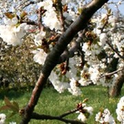 © Aire naturelle de camping les Cerisiers - <em>Loire</em>