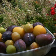 © prunes camping les cerisiers - <em>Loire</em>