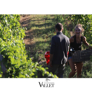 © vendanges au DOMAINE VALLET - <em>stéphane berthier</em>