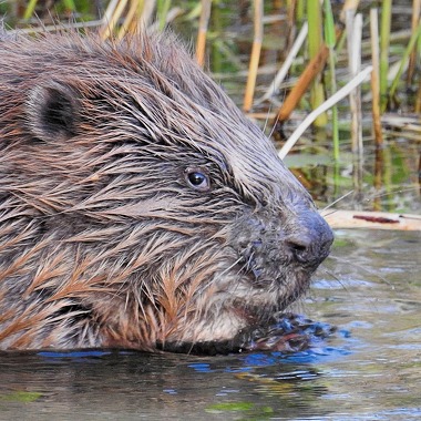 © Soirée Castor - <em>Île du Beurre</em>