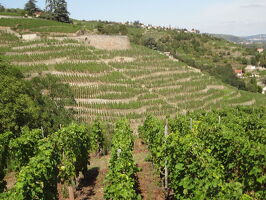 Escapade dans le vignoble de Condrieu