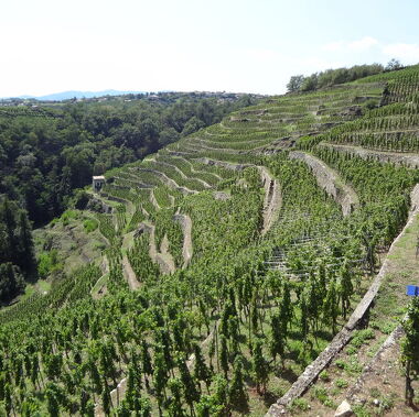 © Vignoble Condrieu - <em>DR Vino Passion</em>