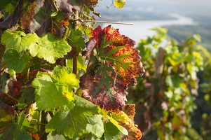 Excursion Vienne et la Côte-Rôtie avec Rhône Trip