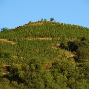 © Les Balades Gourmandes de Sandrine - <em>Renaud Vezin</em>