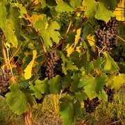 © Les Balades Gourmandes de Sandrine - <em>Renaud Vezin</em>