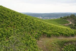 Rando Wine au Domaine Gaillard