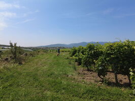 Rando Wine au Domaine Faury