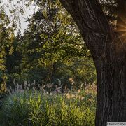 © Espace Naturel Sensible des prairies inondables de Pont-Évêque - <em>Bertrand Bodin/Département de l'Isère</em>