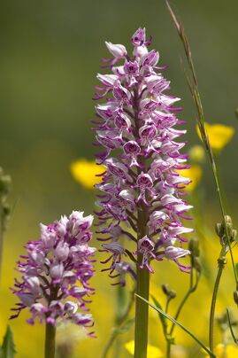 Orchidées et autres plantes sauvages