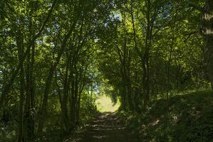 Osez la nature au crépuscule !