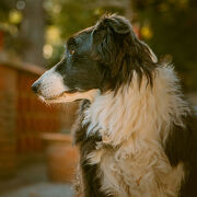 © Elfie - <em>Giteauchatbucheron</em>