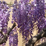 © Wisteria - <em>Muriel Pellegrin</em>
