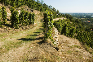 Wine Notes dansantes au Domaine Cuilleron
