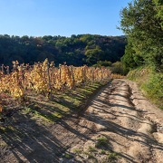 © Trail en Côte-Rôtie - <em>Yann ROSSI</em>