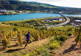 Trail en Côte-Rôtie