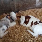 © La Ferme du Tillet - <em>DR</em>