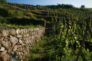 VTT Wine Tour au Domaine Grenier