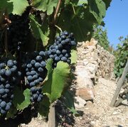 © Raisins de Syrah - <em>http://www.coterotielevet.fr/</em>