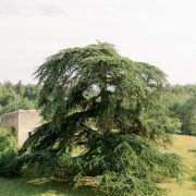 © Cèdre du Château - <em>Château de Lemps</em>