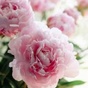 © Pivoine du Château - <em>Château de Lemps</em>