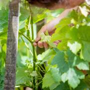 © Travaux Vignes Domaine de Rosiers - <em>Gourdain Maxime</em>