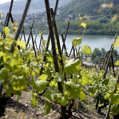 © Brunch(di)vin au Domaine Les Vins de Vienne - <em>DR C Goussard</em>