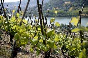 Brunch(di)vin au Domaine Les Vins de Vienne