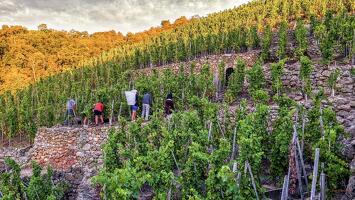 Brunch(di)vin au Domaine Pichon