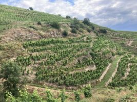 Visite des vignes en duo parents-enfants