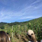 © Vigne de Syrah - <em>Denis LARDIN</em>