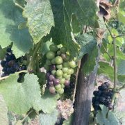 © Véraison Syrah - <em>Denis LARDIN</em>