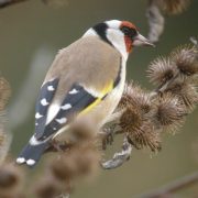 Les oiseaux des mangeoires_Tupin-et-Semons