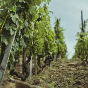 © Vigne - <em>(c) Tous droits reserves</em>