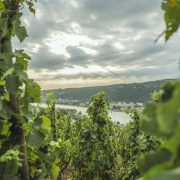 © La vigne - <em>(c) Tous droits reserves</em>