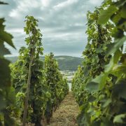 © La vigne - <em>(c) Tous droits reserves</em>