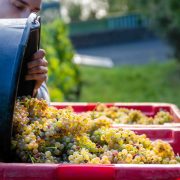 © Vendanges AOP Condrieu du Domaine de Rosiers - <em>Gourdain Maxime</em>