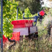 © Vendanges AOP Condrieu du Domaine de Rosiers - <em>Gourdain Maxime</em>
