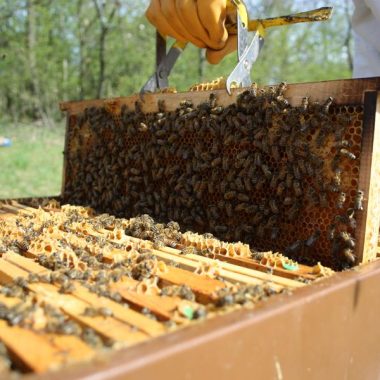 © Visite du rucher de l'Abeille Viennoise - <em>l'abeille viennoise</em>