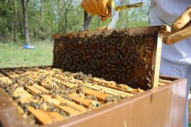 Visite du rucher de l'Abeille Viennoise