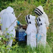 © Visite du rucher de l'Abeille Viennoise - <em>l'abeille viennoise</em>