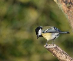 À l'écoute des chants d'oiseaux