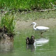 © Vestiges d'une île_Tupin-et-Semons - <em>Ile du Beurre</em>