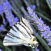 © Le Cottage Chalaron - <em>Gîtes de France</em>