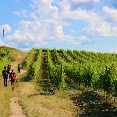 © Rando Wine au Domaine François Grenier_Champagne - <em>Benoit Collaudin</em>