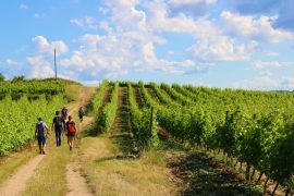 Rando Wine au Domaine François Grenier